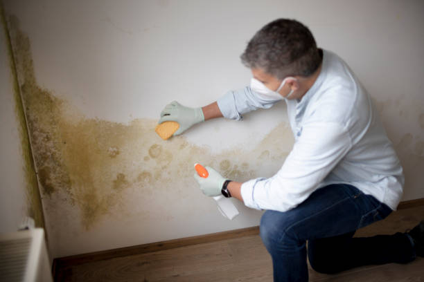  Airmont, NY Mold Removal Pros