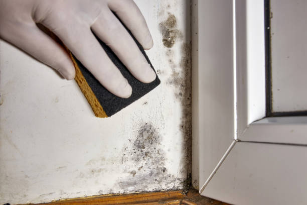 Mold Odor Removal Services in Airmont, NY