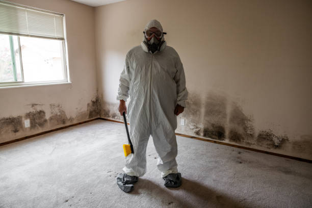 Best Environmental Consulting for Mold Prevention  in Airmont, NY